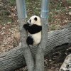 Pandas 06